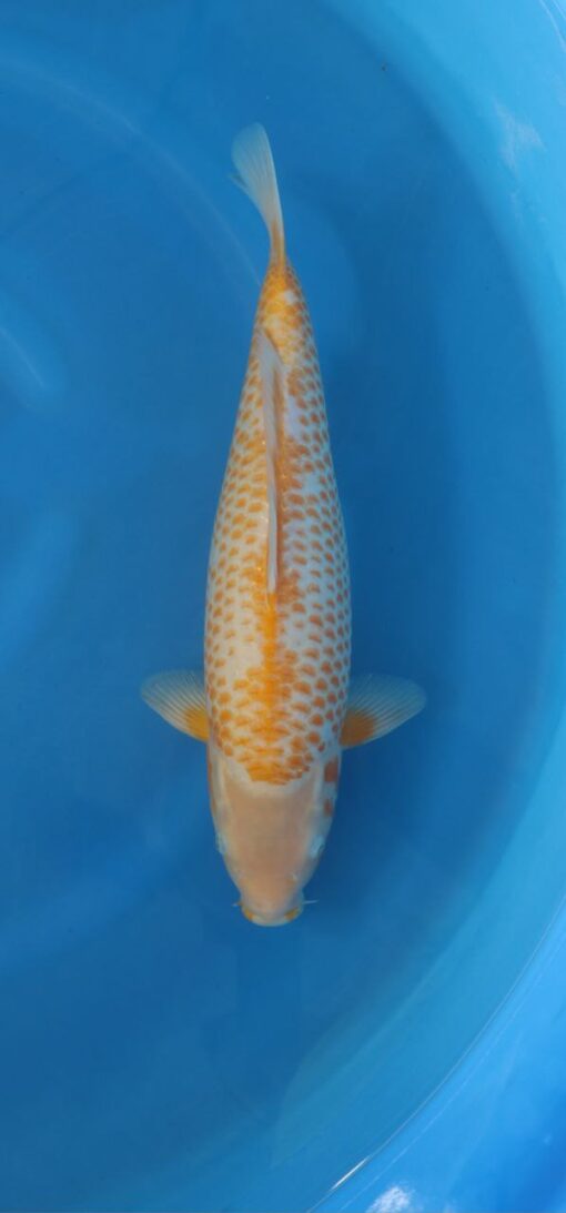 TANIGUCHI - Corn