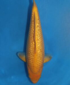 TANIGUCHI - Corn