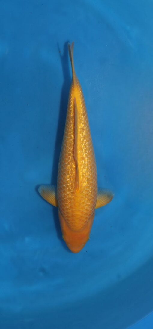 TANIGUCHI - Corn