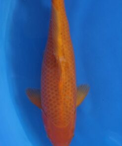 TANIGUCHI - Corn