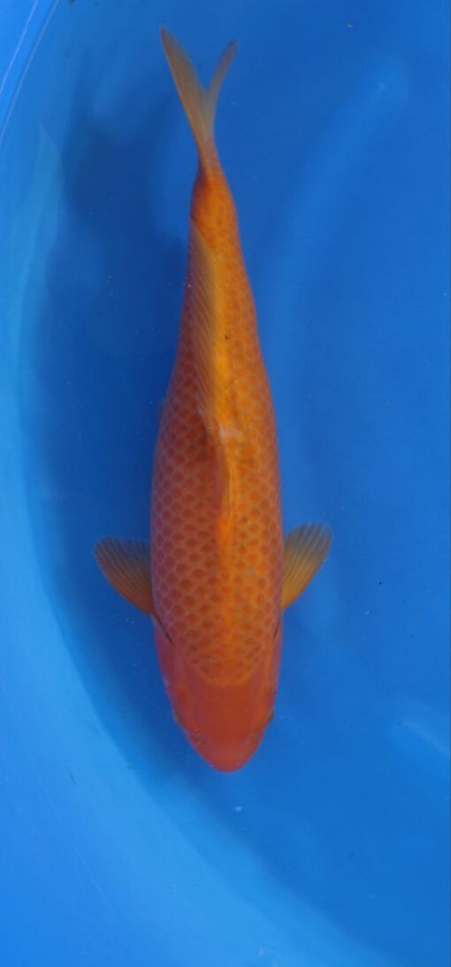 TANIGUCHI - Corn