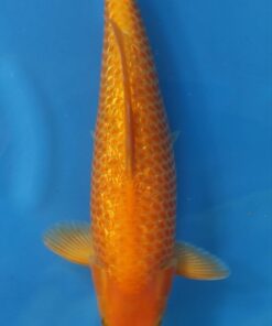 TANIGUCHI - Corn