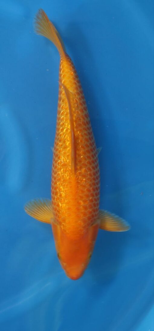 TANIGUCHI - Corn