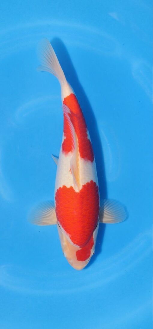 MOMOTARO - 409