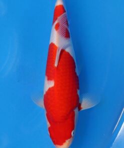 MOMOTARO - 414