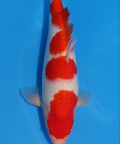 MOMOTARO - 413