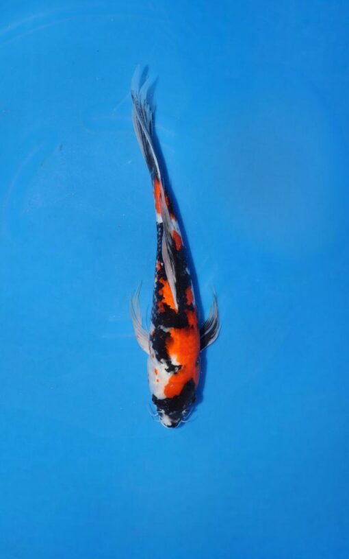 Showa Butterfly #137