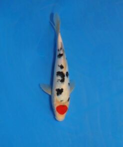 Tancho Sanke #186