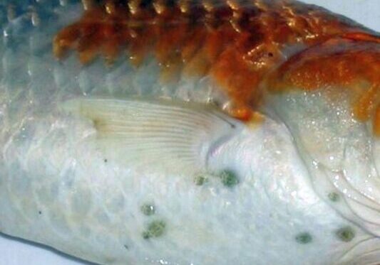 Fish-Louse-Argulus-spp.3-768x576 Fish-Louse-Argulus-spp.3-768x576